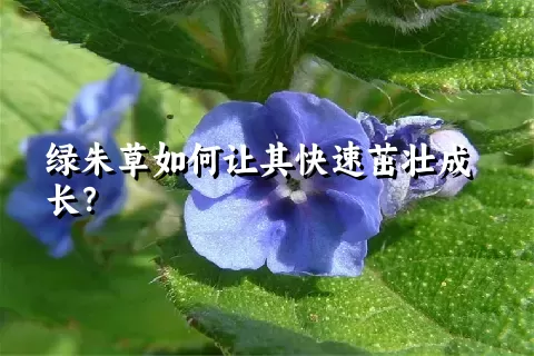 绿朱草如何让其快速茁壮成长？