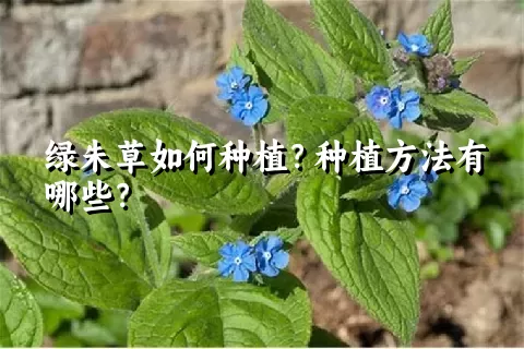 绿朱草如何种植？种植方法有哪些？