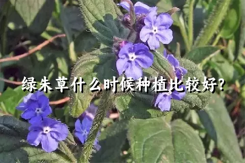 绿朱草什么时候种植比较好？