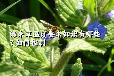 绿朱草温度要求知识有哪些？如何控制