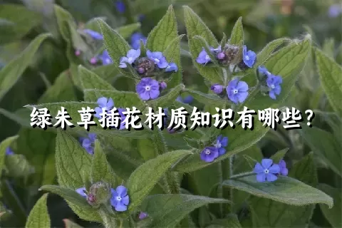 绿朱草插花材质知识有哪些？