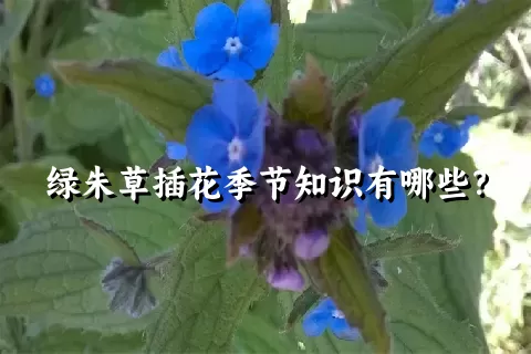 绿朱草插花季节知识有哪些？