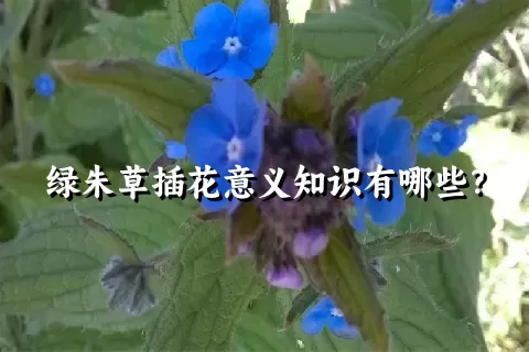 绿朱草插花意义知识有哪些？