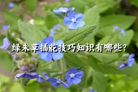 绿朱草插花技巧知识有哪些？