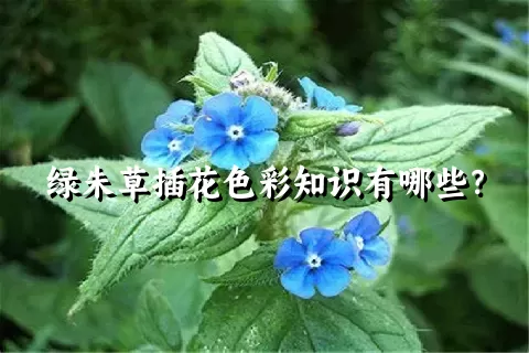 绿朱草插花色彩知识有哪些？