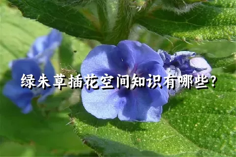 绿朱草插花空间知识有哪些？