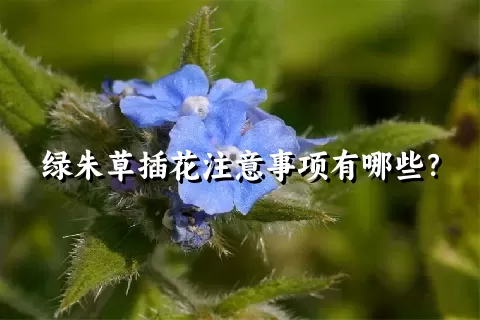 绿朱草插花注意事项有哪些？