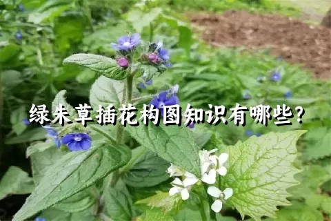 绿朱草插花构图知识有哪些？