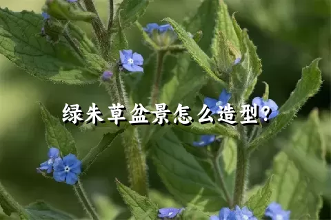 绿朱草盆景怎么造型？