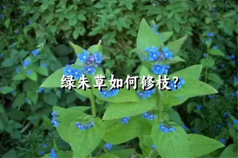 绿朱草如何修枝？