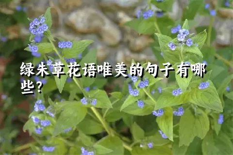 绿朱草花语唯美的句子有哪些？