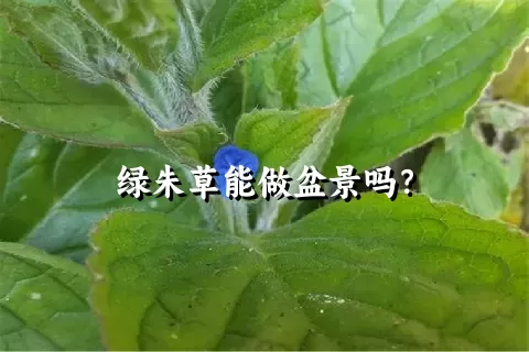 绿朱草能做盆景吗？