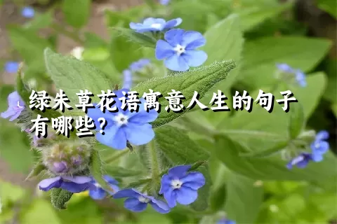 绿朱草花语寓意人生的句子有哪些？