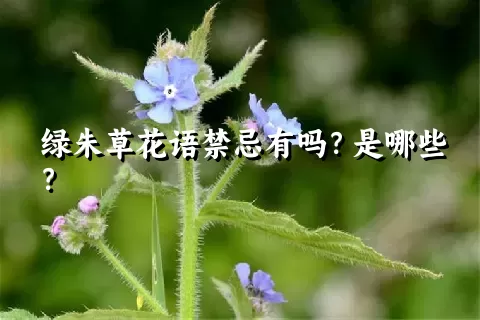 绿朱草花语禁忌有吗？是哪些？