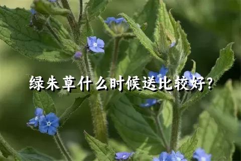 绿朱草什么时候送比较好？