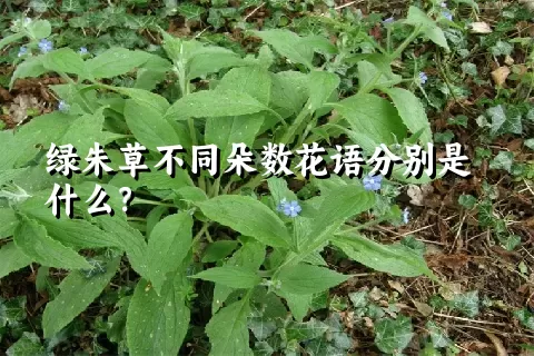 绿朱草不同朵数花语分别是什么？