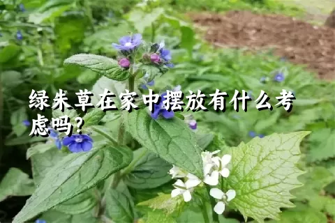 绿朱草在家中摆放有什么考虑吗？