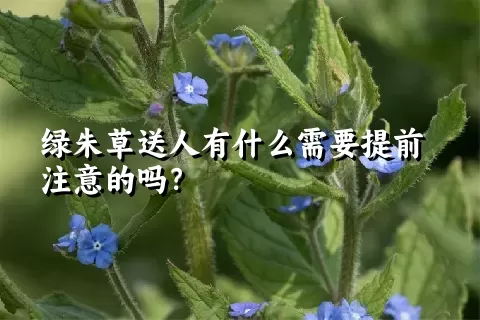 绿朱草送人有什么需要提前注意的吗？