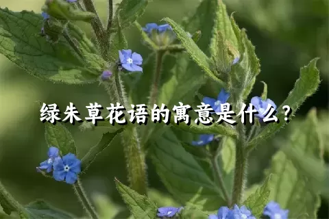 绿朱草花语的寓意是什么？