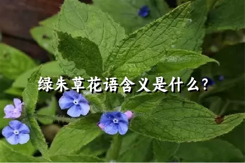 绿朱草花语含义是什么？