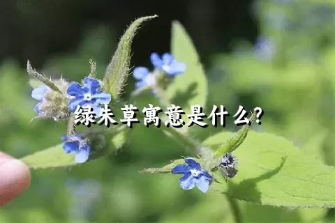 绿朱草寓意是什么？