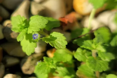 婆婆纳