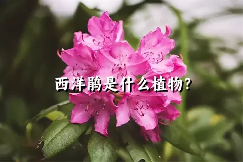 西洋鹃是什么植物？