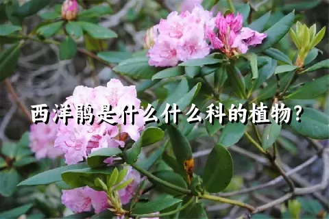 西洋鹃是什么什么科的植物？