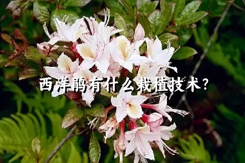 西洋鹃有什么栽植技术？