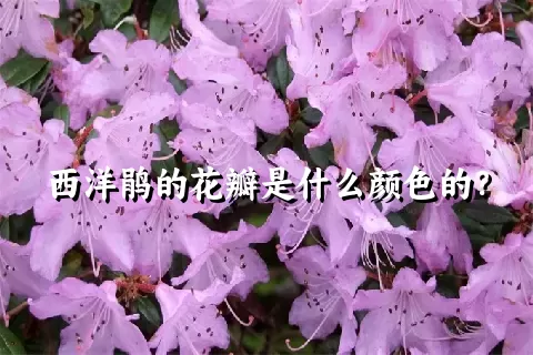 西洋鹃的花瓣是什么颜色的？