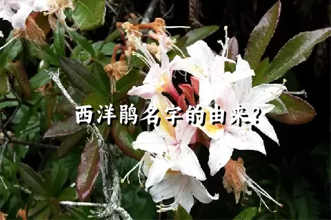 西洋鹃名字的由来？