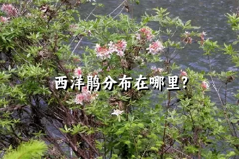 西洋鹃分布在哪里?