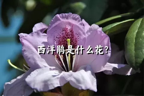 西洋鹃是什么花？