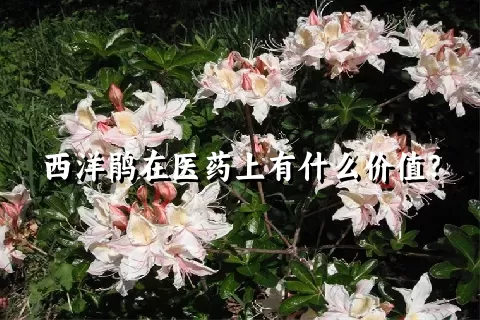 西洋鹃在医药上有什么价值？