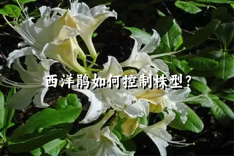 西洋鹃如何控制株型？