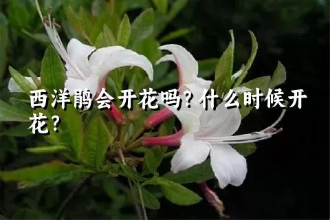 西洋鹃会开花吗？什么时候开花？