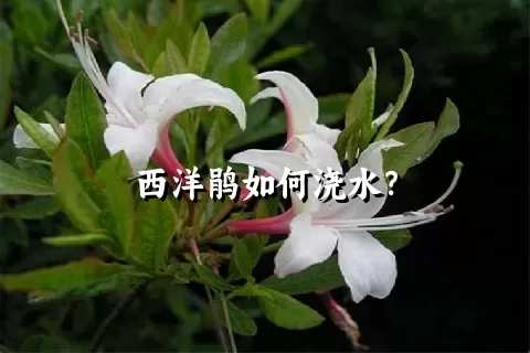 西洋鹃如何浇水？