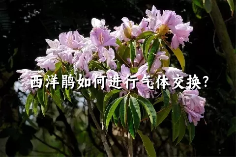 西洋鹃如何进行气体交换？