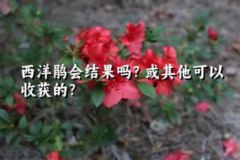 西洋鹃会结果吗？或其他可以收获的？