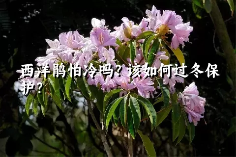 西洋鹃怕冷吗？该如何过冬保护？