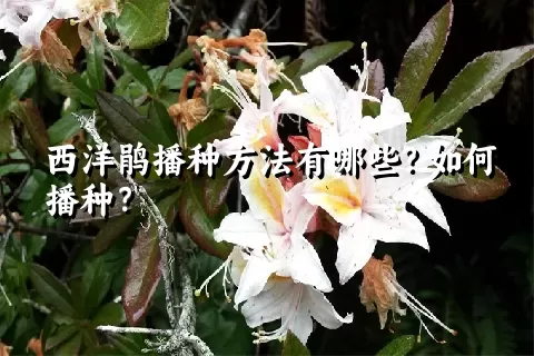 西洋鹃播种方法有哪些？如何播种？