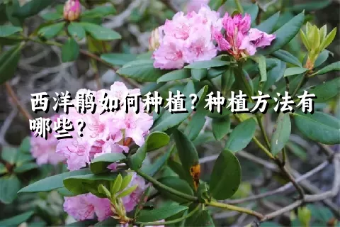 西洋鹃如何种植？种植方法有哪些？