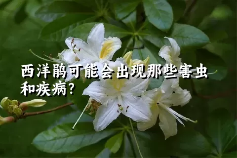 西洋鹃可能会出现那些害虫和疾病？