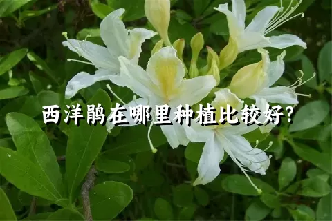 西洋鹃在哪里种植比较好？