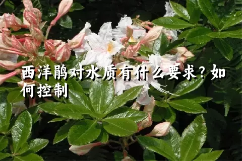 西洋鹃对水质有什么要求？如何控制