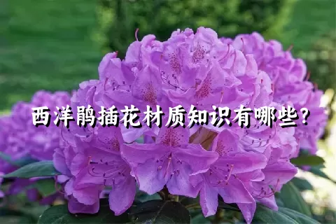 西洋鹃插花材质知识有哪些？