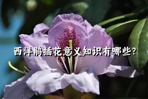 西洋鹃插花意义知识有哪些？