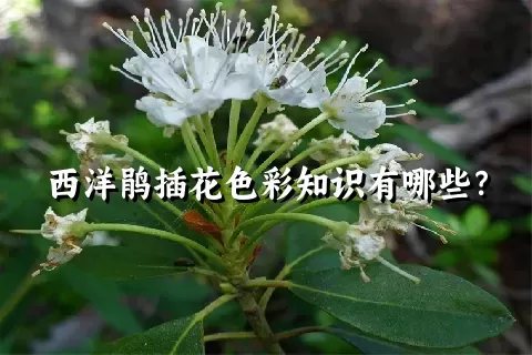 西洋鹃插花色彩知识有哪些？