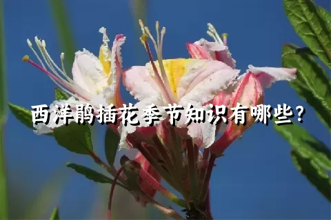 西洋鹃插花季节知识有哪些？