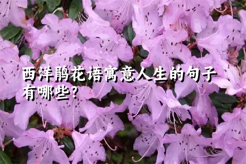 西洋鹃花语寓意人生的句子有哪些？